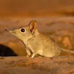 elephant shrew