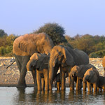 elephant drinking