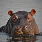 hippo