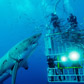 cage dive with sharks