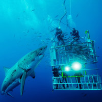 shark cagediving cpt