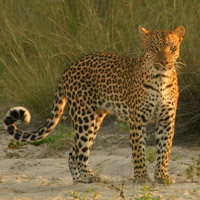 Young leopard, one of the Big 5, Kruger National Park