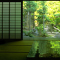 view from home into zen garden